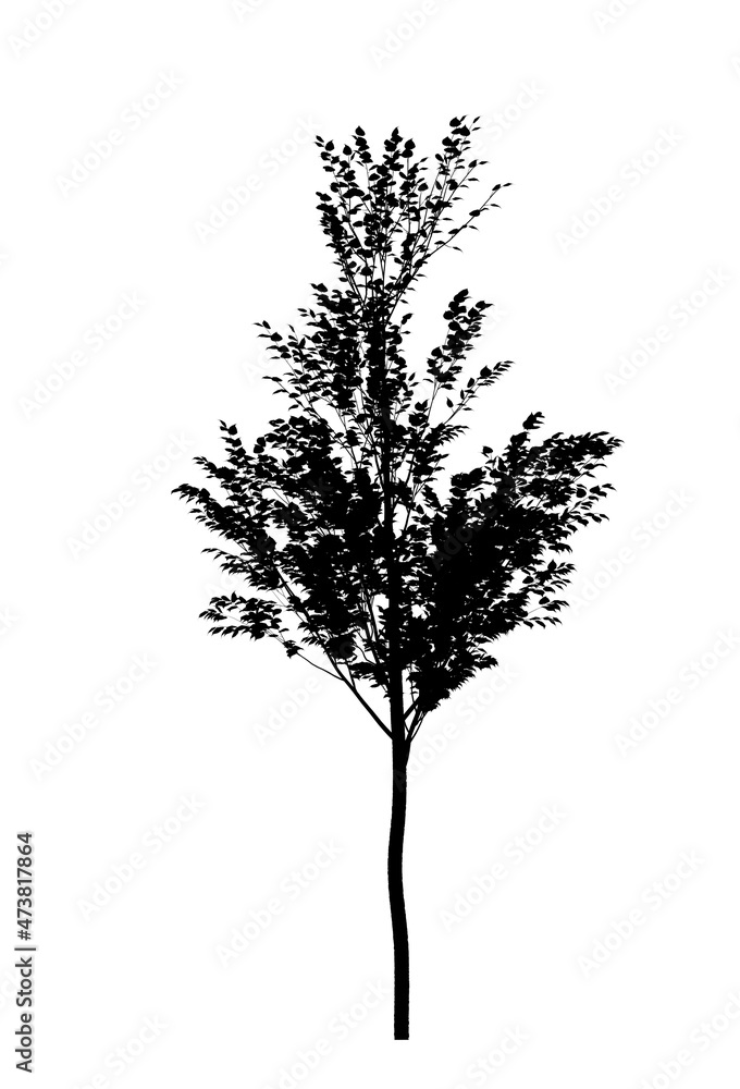 Cutout tree for use as a raw material for editing work. Black silhouette of a deciduous tree on a white background