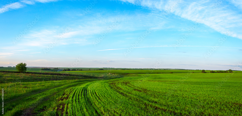 Fototapeta premium Spring landscape with green fields