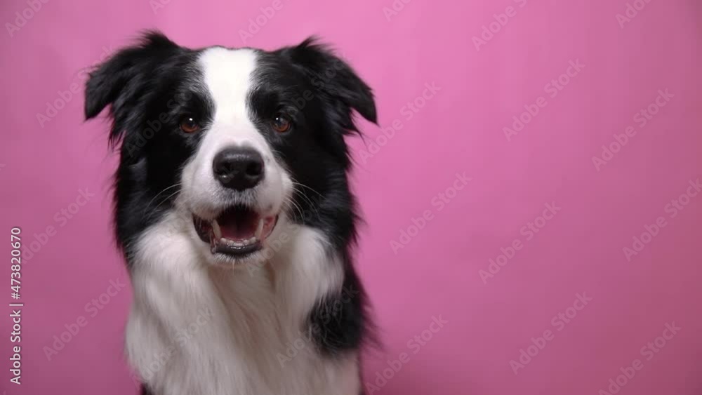 Funny portrait of cute puppy dog border collie barking isolated on pink colorful background. Cute pet dog. Pet animal life concept Funny portrait of cute puppy dog border collie barking isolated on pink colorful background. Cute pet dog. Pet animal life concept