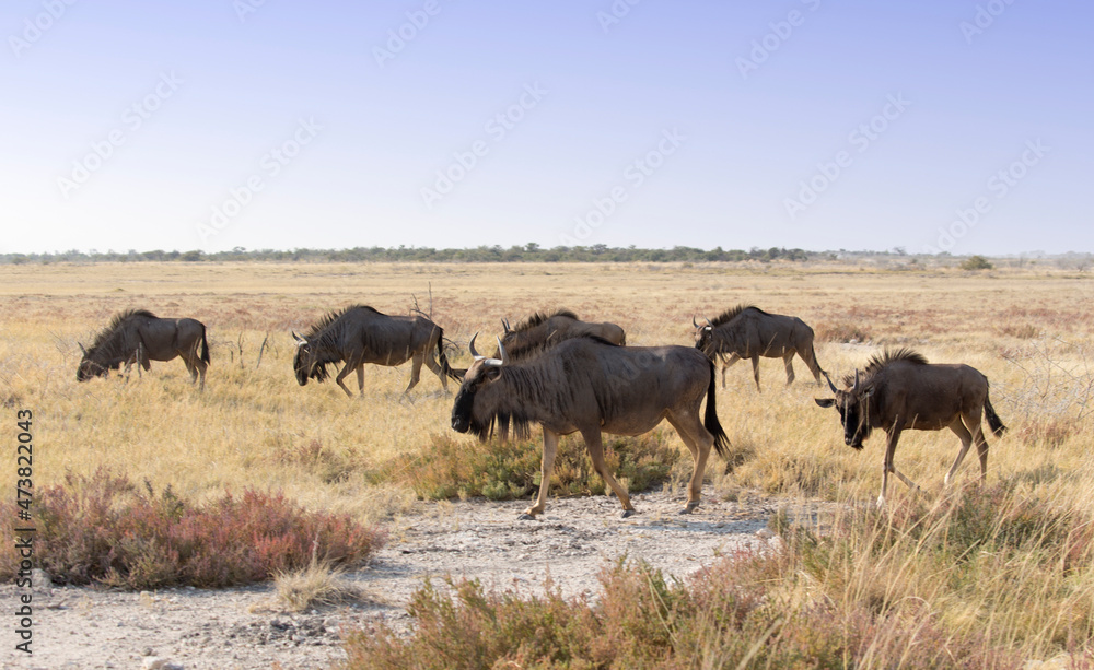 A large group of Wildebeest walking away