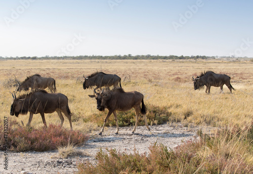 Fototapeta Naklejka Na Ścianę i Meble -  A large group of Wildebeest walking away