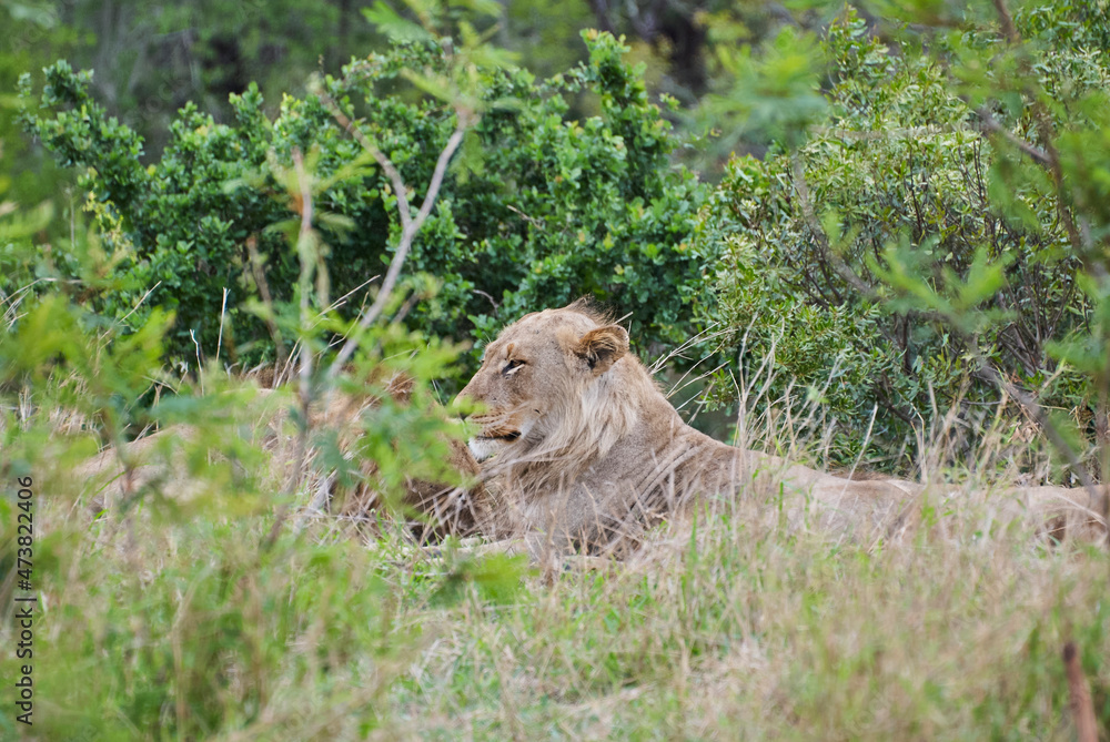 Naklejka premium African Lion