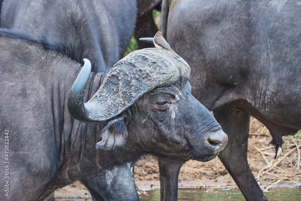 Obraz premium Herd of african cape buffalo standing in the bush