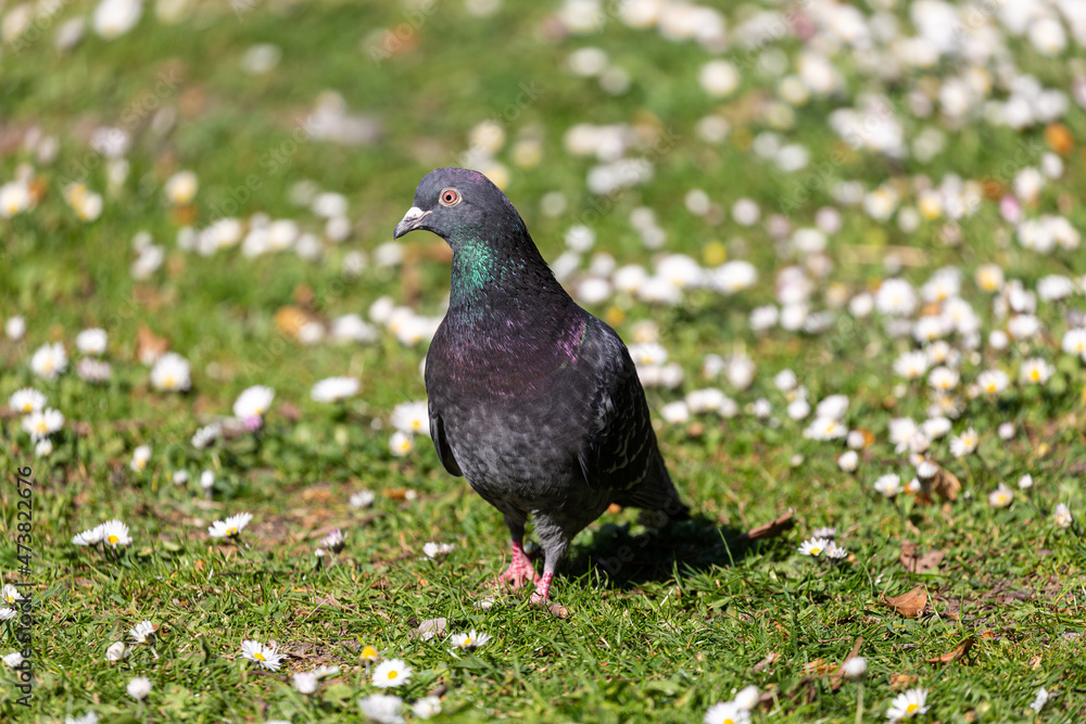 Pigeon walking in a grass field Pigeon walking in a grass field