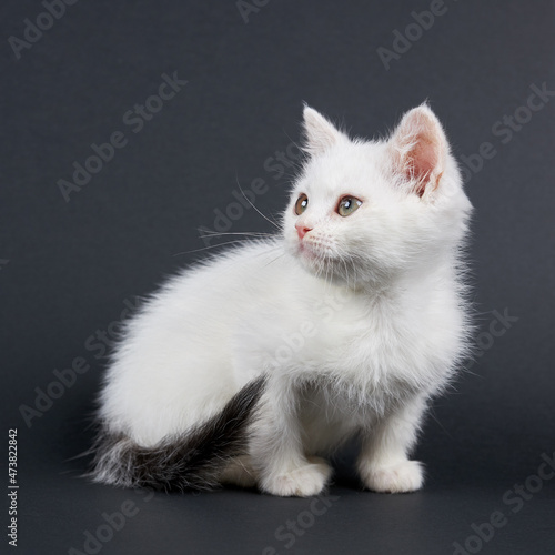 Small fluffy white cat on a black background. © migfoto