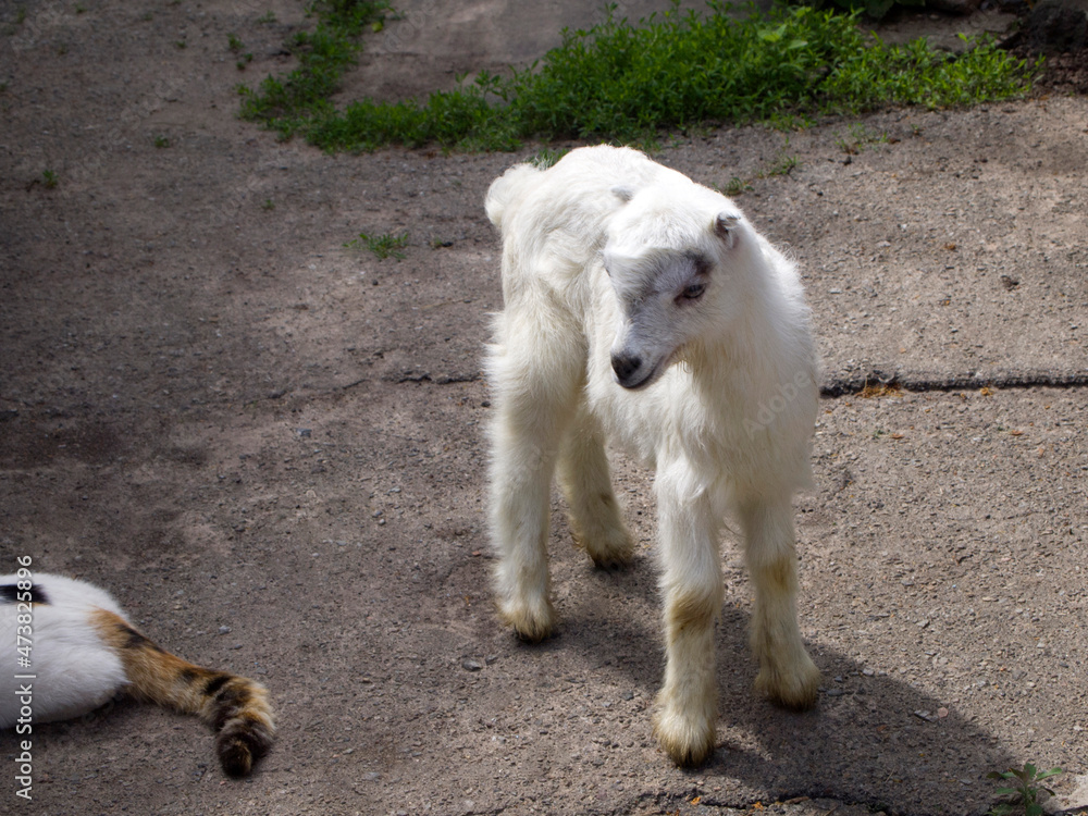 Young white goat with short ears and no horns walks in the yard. Life in the village. Private farm. Young white goat with short ears and no horns walks in the yard. Life in the village. Private farm.