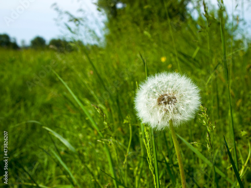 One white fluffy dandelion in the middle of a green field. Scenic summer landscape.