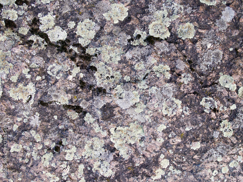 A gray rough stone covered with a gentle pale blue and turquoise moss. Abstract natural background. A gray rough stone covered with a gentle pale blue and turquoise moss. Abstract natural background.