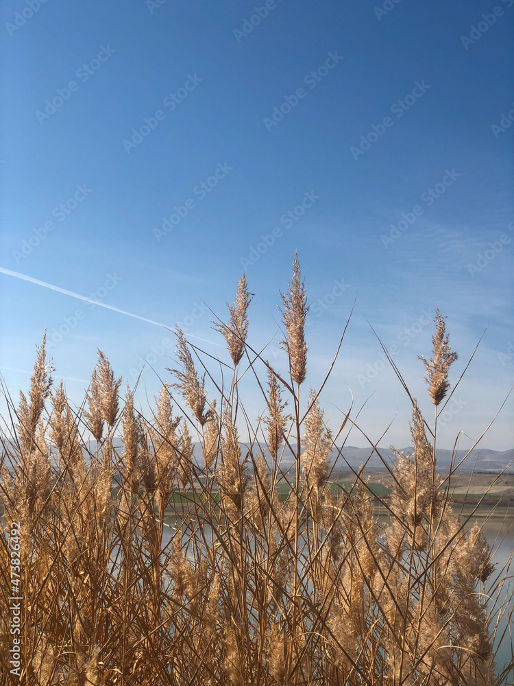 Obraz premium Reeds, tall reeds by the lake, blue sky in the background.