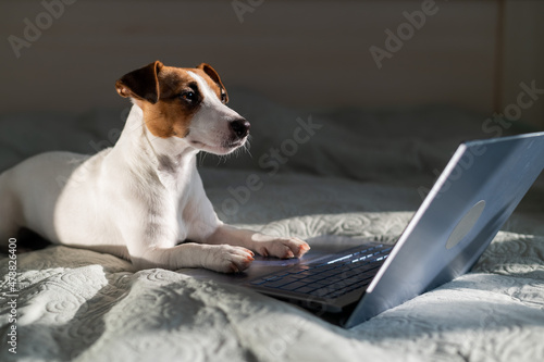 Smart dog jack russell terrier lies on the bed by the laptop. © Михаил Решетников