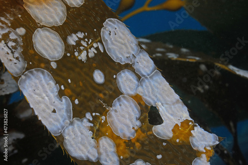 Bryozoans on kelp blade, Macrocystis pyrifera,  Channel Islands National Park, California, USA