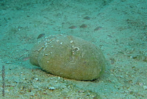 Unidentified small fry seeking shelter by sea bisquit, Utilla Island, Honduras photo