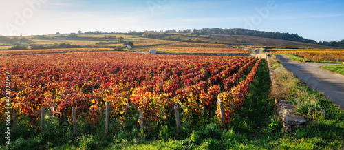 cabane en pierres sèches dans les vignes automnales photo