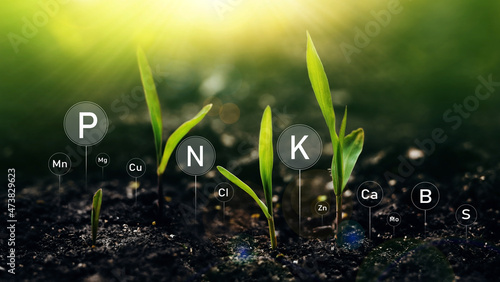 Obraz na płótnie Young plants on sunny background with digital mineral nutrients icon