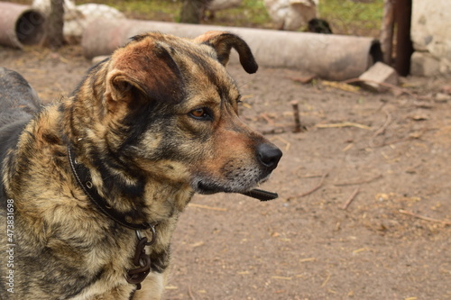 portrait of a dog