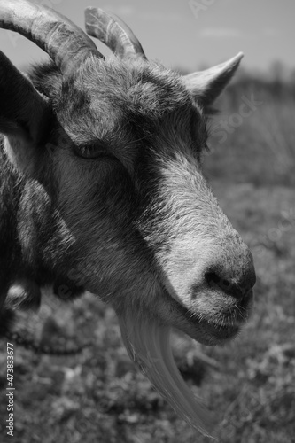 portrait of a goat
