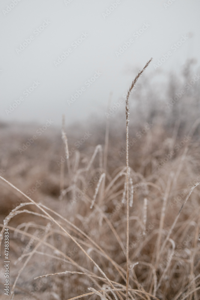 Obraz premium Branch covered in ice cold white frost in the winter.