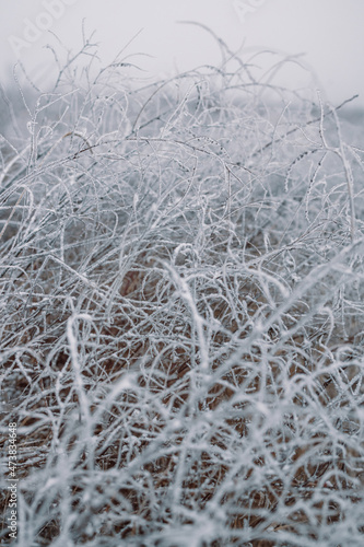 Frost covered stalks of dried plants in winter meadow with blurred background  beautiful winter landscape.