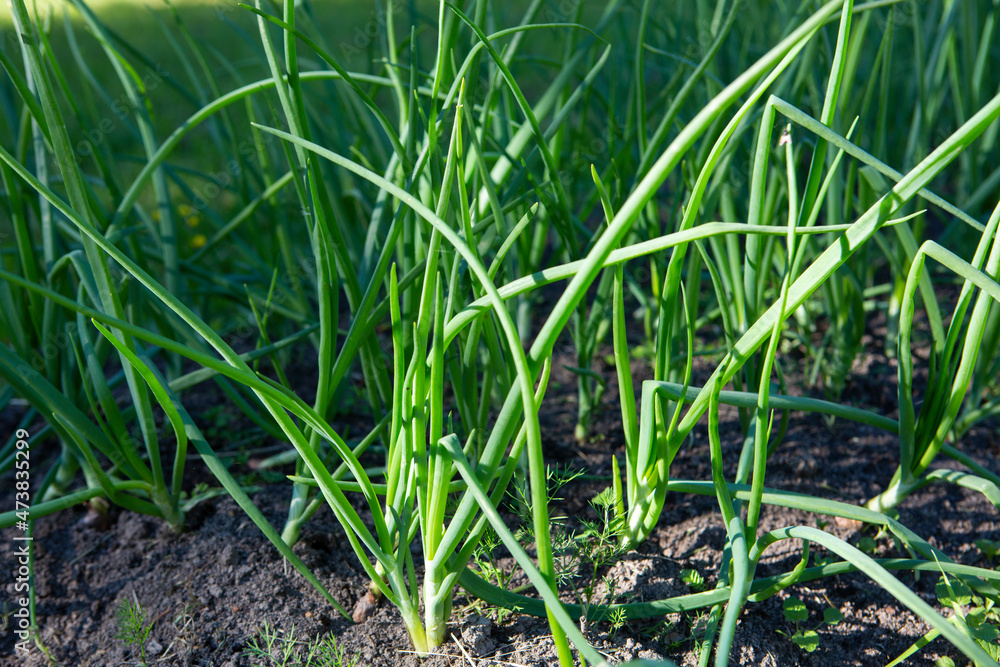 green onion scallion shallots growing in a garden bed in ground soil in a backyard field. filled frame close up shot green onion scallion shallots growing in a garden bed in ground soil in a backyard field. filled frame close up shot
