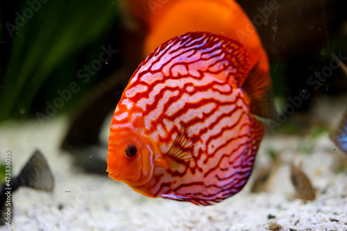 Blick auf Diskusfische, die im bepflanzten Aquarium schwimmen. Tropischer Fisch.