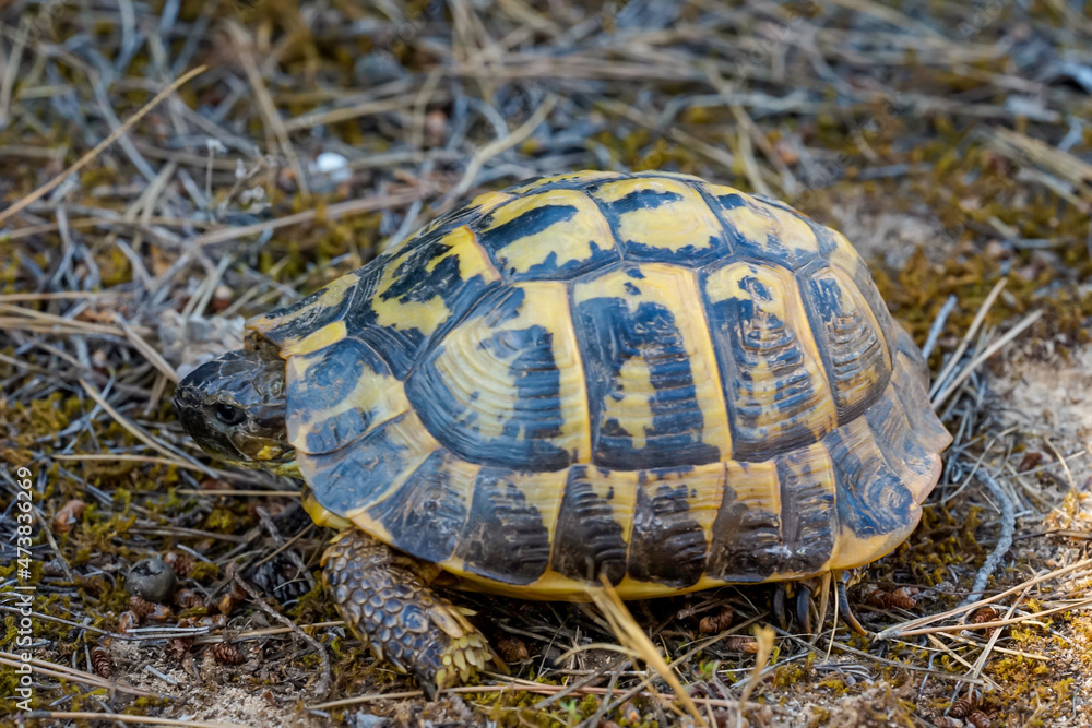 Porträt einer griechischen Schildkröte mit ihrer schönen gelben und schwarzen Panzer. Porträt einer griechischen Schildkröte mit ihrer schönen gelben und schwarzen Panzer.
