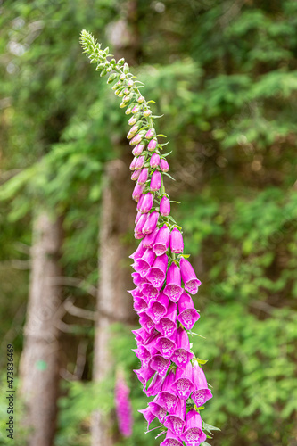 A foxglove flowering in early July in the New Beechenhurst Inclosure of the Forest of Dean near Cannop, Gloucestershire UK