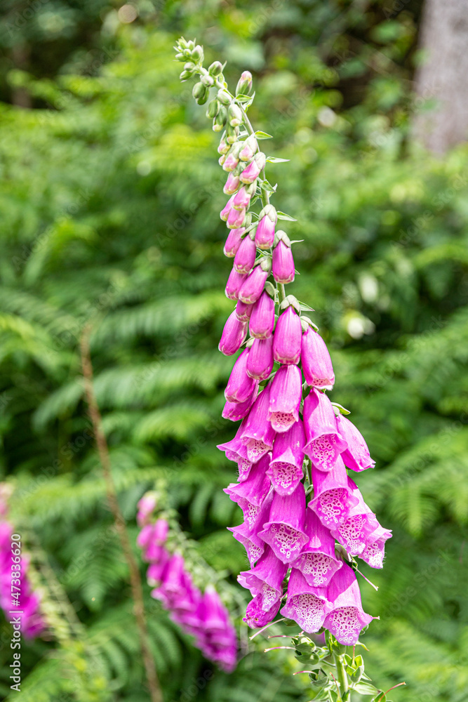 A foxglove flowering in early July in the New Beechenhurst Inclosure of the Forest of Dean near Cannop, Gloucestershire UK