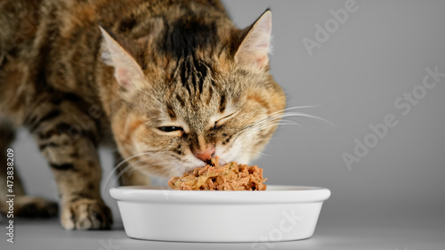 Cat eats pet food from a bowl  close up