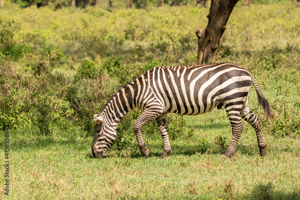 african plains zebra on the dry brown savannah grasslands browsing and grazing. focus is on the zebra with the background blurred, the animal is vigilant while it feeds african plains zebra on the dry brown savannah grasslands browsing and grazing. focus is on the zebra with the background blurred, the animal is vigilant while it feeds