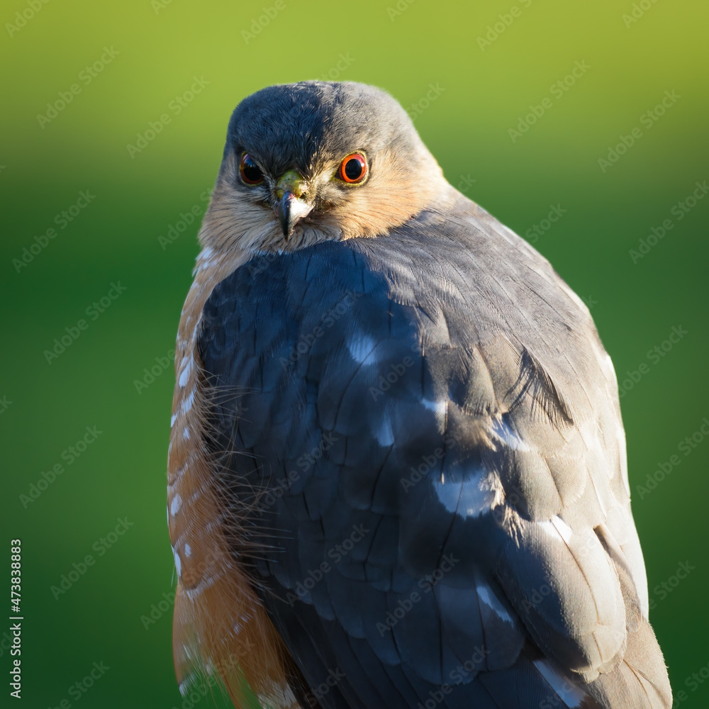 Obraz premium A wild sharp shinned hawk in close up staring directly into the point of view with an orange iris with black pupil in the eye