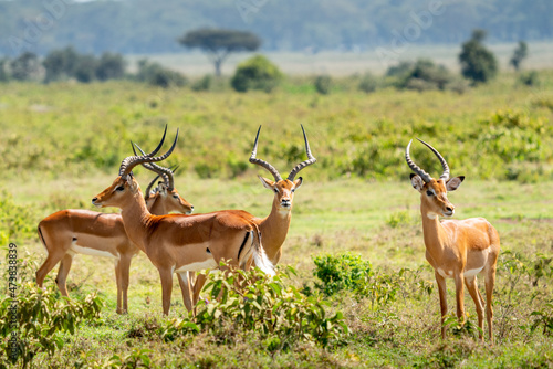 Impala (Aepyceros melampus) Maasai Mara, Kenya.