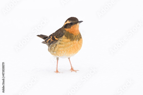 A varied thrush standing alone on a white expanse of snow in winter with two pink legs and bird in an upright pose