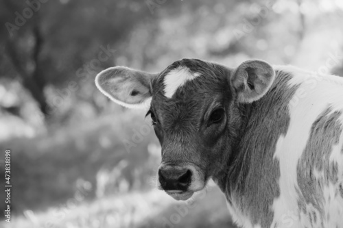 Innocent look of calf in farm field.