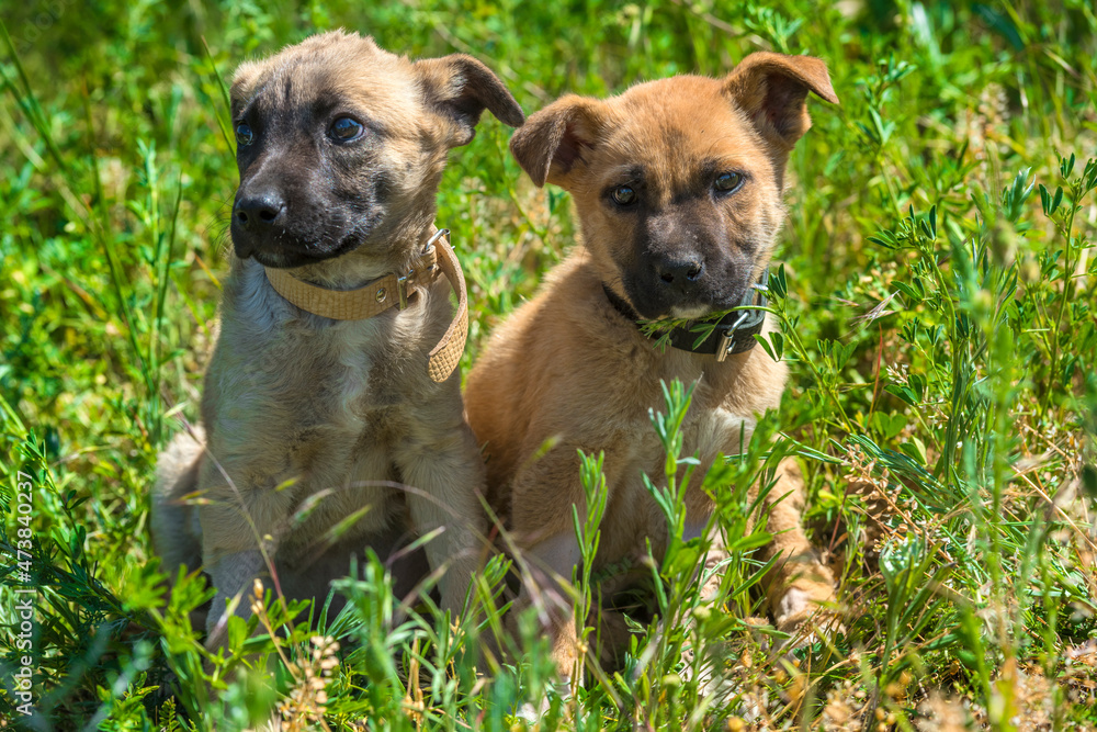 cute brown mongrel puppies on a background of green grass cute brown mongrel puppies on a background of green grass
