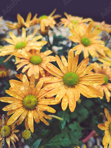 Orange flower petals with water drops on it