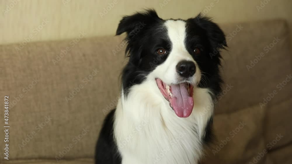 Funny portrait of puppy dog border collie sitting on couch indoor. Cute pet dog resting playing at home, looking happy and exited. Pet animal life concept Funny portrait of puppy dog border collie sitting on couch indoor. Cute pet dog resting playing at home, looking happy and exited. Pet animal life concept