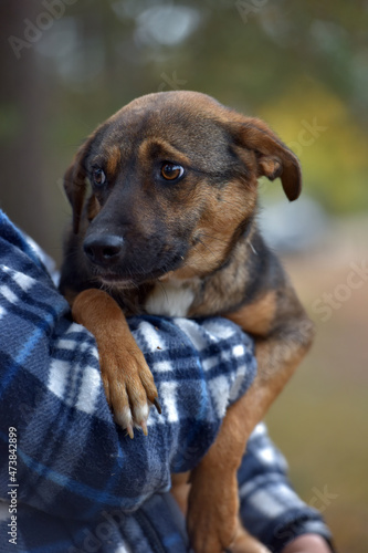 scared little brown mongrel puppy at animal shelter