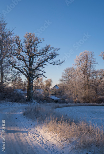 Bare frosty trees at a meadow and a the facade of old 1700s house a cold and sunny pale winter day with snow in Stockholm