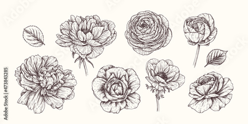 Vector hand drawn roses flowers. Vintage botanical collection in engraved style. English rose, bud, leaves for wedding invitations, prints, greeting cards, Birthday, wallpaper, template