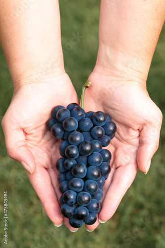 Hands holding a fresh bunch of blue grapes