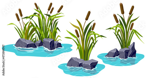 Marsh reed, grass, stone in pond. Set of swamp cattails, rock in lake. Vector bulrush for computer games isolated on white background.