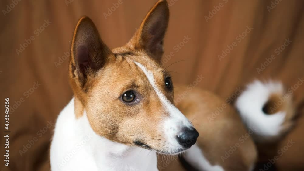 Portrait of funny red white basenji dog, looking on camera, close up. Portrait of funny red white basenji dog, looking on camera, close up.