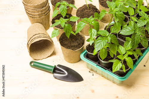 Potted peppers seedlings in peat pots and a plastic container. Gardening.