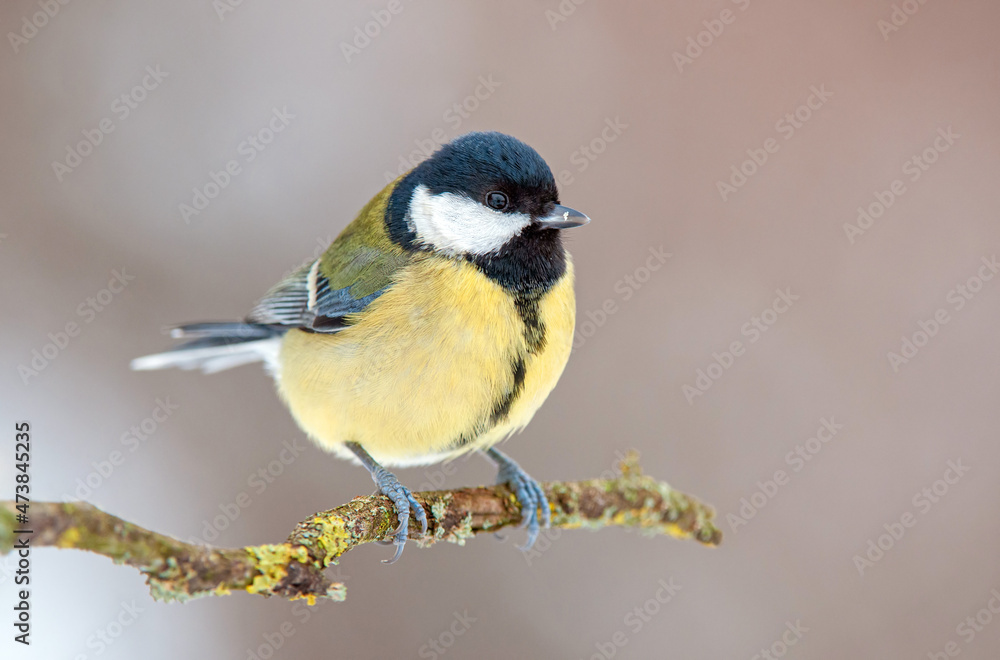 Great tit perching on a twig