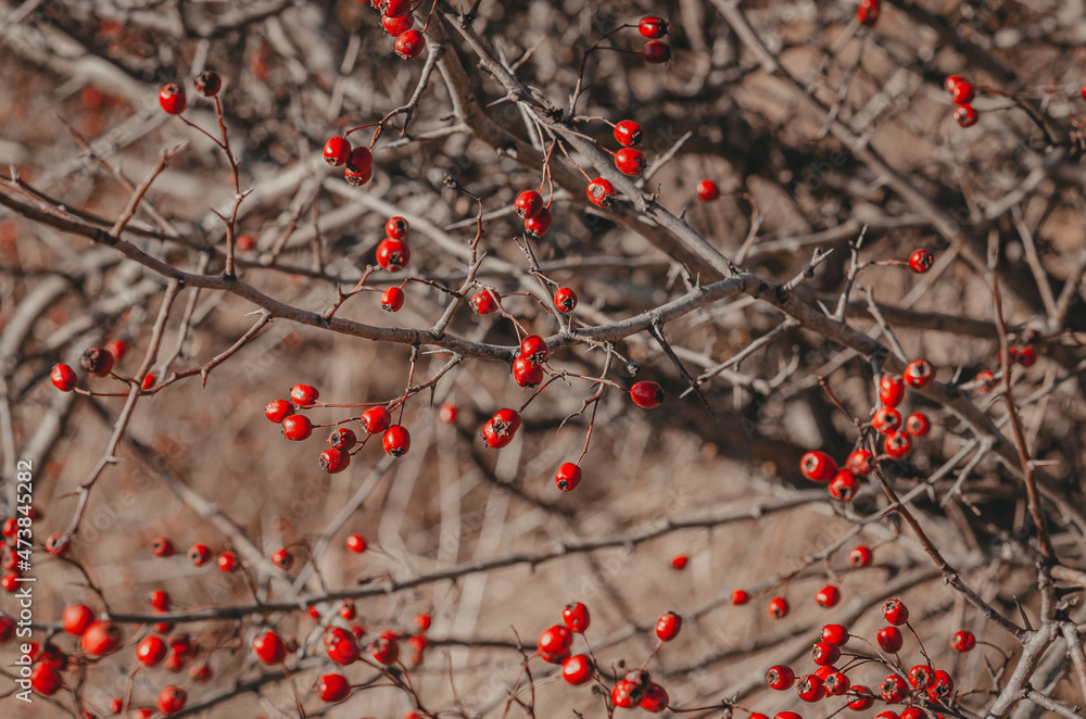 Red hawthorn berries on a bush without leaves. Blurred background.