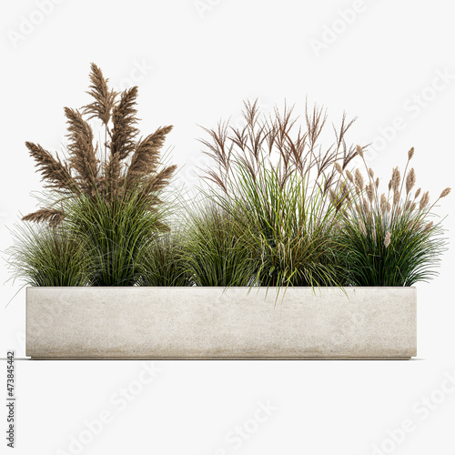 pampas grass in flowerpot isolated on white background photo