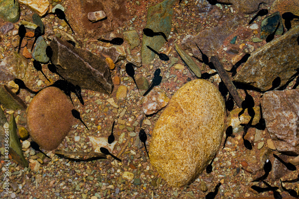 close up of tadpoles