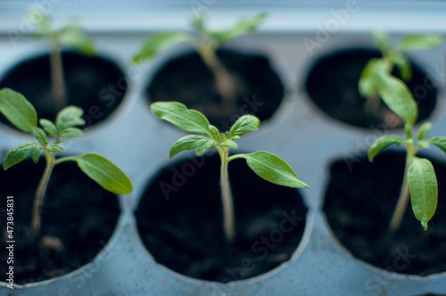 green sprouts of tomato seedlings in cells with the ground, with a blurred background