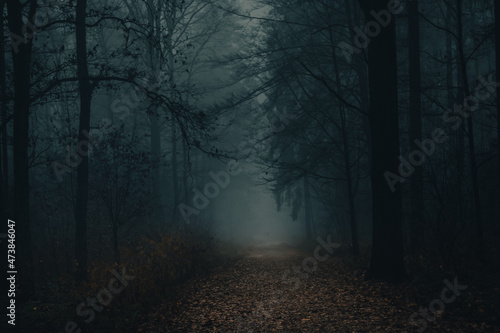 Dark forest in mist  foggy day  mysterious atmosphere