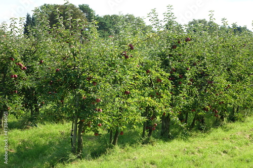 Juicy and healthy red apples hanging on the trees right before the harvest at Altes Land, Northern Europe's largest fruit producing region, Finkenwerder, Hamburg, Germany
